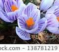 Crocuses, flowers that signal the arrival of spring 138781219