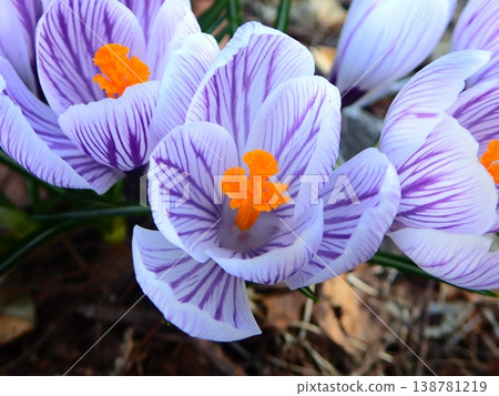 Crocuses, flowers that signal the arrival of spring Crocuses, flowers that signal the arrival of spring 138781219