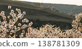 Full bloom white and pink color almond tree blossom blooming during springtime in orchard 138781309