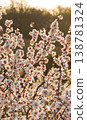 Full bloom white and pink color almond tree blossom blooming during springtime in orchard 138781324