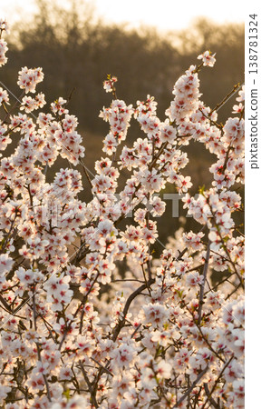 Full bloom white and pink color almond tree blossom blooming during springtime in orchard Full bloom white and pink color almond tree blossom blooming during springtime in orchard 138781324