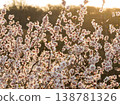 Full bloom white and pink color almond tree blossom blooming during springtime in orchard 138781326