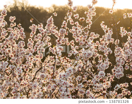 Full bloom white and pink color almond tree blossom blooming during springtime in orchard Full bloom white and pink color almond tree blossom blooming during springtime in orchard 138781326