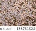 Full bloom white and pink color almond tree blossom blooming during springtime in orchard 138781328