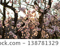 Full bloom white and pink color almond tree blossom blooming during springtime in orchard 138781329