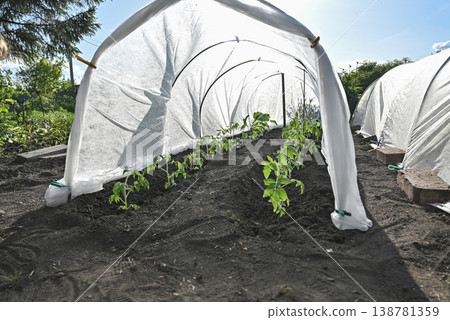 Young tomato plants grow in neat rows, covered with white protective fabric to shield them from the cold in a rural backyard on a spring day. 138781359