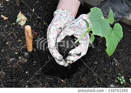 Female hands in gardening gloves hold cucumber seedlings before planting in the soil, space for text 138781360