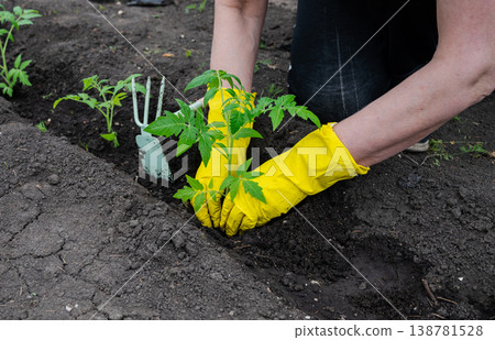 Gardening activity with tomato plant in soil Gardening activity with tomato plant in soil 138781528