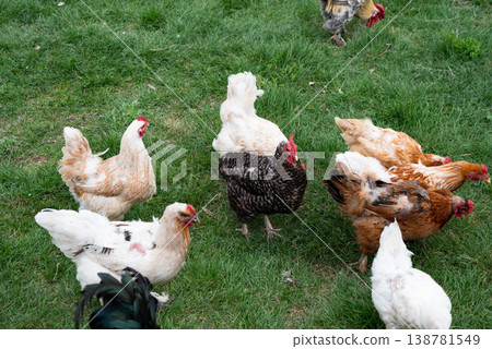 Group of chicken on a farmyard in a village. Reds and gray chickens walking in paddock Hens looking for grains while walking in paddock on farm. Group of chicken on a farmyard in a village. Reds and gray chickens walking in paddock Hens looking for grains while walking in paddock on farm. 138781549