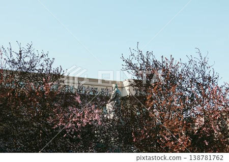 Statue of Vuk Karadzic partially hidden behind flowering trees in Belgrade. Concept of culture, history, language heritage and spring in the city Statue of Vuk Karadzic partially hidden behind flowering trees in Belgrade. Concept of culture, history, language heritage and spring in the city 138781762