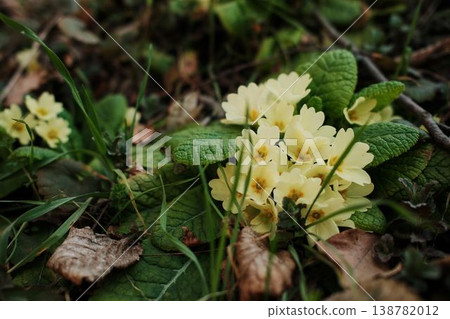 Yellow primrose flowers growing among forest leaves and grass near tree stump. Early spring wildflowers representing seasonal renewal nature awakening and botanical beauty Yellow primrose flowers growing among forest leaves and grass near tree stump. Early spring wildflowers representing seasonal renewal nature awakening and botanical beauty 138782012