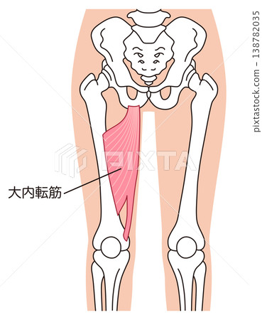 Adductor magnus muscle; adductor muscles; thigh muscles 138782035