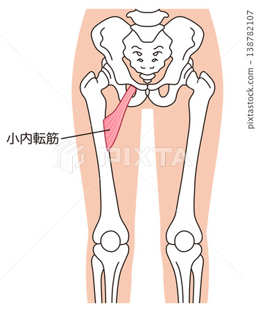 Adductor minimus muscle; adductor muscle group; thigh muscle Adductor minimus muscle; adductor muscle group; thigh muscle 138782107