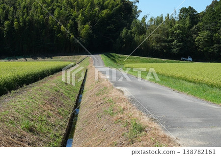 A rural landscape with rice paddy paths. A rural landscape with rice paddy paths. 138782161