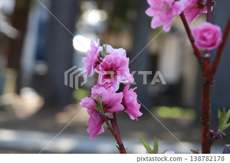 春天，公園裡盛開著粉紅色的重瓣桃花（矢口桃）。 138782178