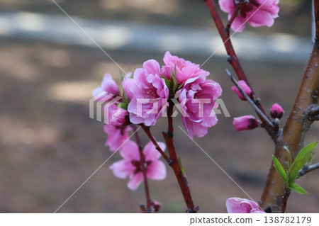 春天，公園裡盛開著粉紅色的重瓣桃花（矢口桃）。 138782179