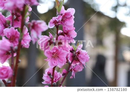 春天,公園裡盛開著粉紅色的重瓣桃花(矢口桃)。 春天,公園裡盛開著粉紅色的重瓣桃花(矢口桃)。 138782180