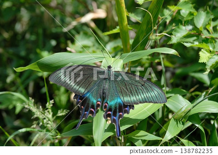 A Papilio maackii butterfly resting on a leaf; the spring form boasts a bluish-green sheen and black wing texture. A Papilio maackii butterfly resting on a leaf; the spring form boasts a bluish-green sheen and black wing texture. 138782235