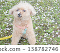 Cherry blossom petals and a white toy poodle 138782746
