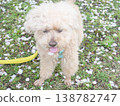Cherry blossom petals and a white toy poodle 138782747