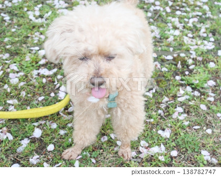 Cherry blossom petals and a white toy poodle Cherry blossom petals and a white toy poodle 138782747