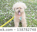 Cherry blossom petals and a white toy poodle 138782748