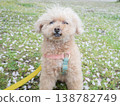 Cherry blossom petals and a white toy poodle 138782749