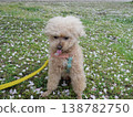 Cherry blossom petals and a white toy poodle 138782750