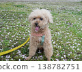 Cherry blossom petals and a white toy poodle 138782751