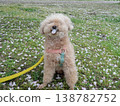 Cherry blossom petals and a white toy poodle 138782752