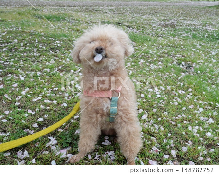 Cherry blossom petals and a white toy poodle 138782752