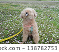 Cherry blossom petals and a white toy poodle 138782753