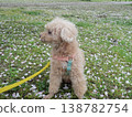 Cherry blossom petals and a white toy poodle 138782754