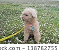 Cherry blossom petals and a white toy poodle 138782755