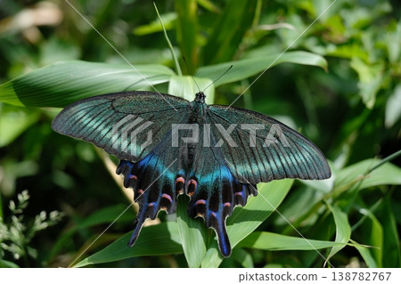 一隻鳳蝶(Papilio maackii)棲息在葉子上;春季型鳳蝶具有藍綠色的光澤和黑色的翅膀紋理。 一隻鳳蝶(Papilio maackii)棲息在葉子上;春季型鳳蝶具有藍綠色的光澤和黑色的翅膀紋理。 138782767