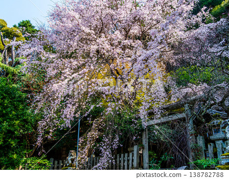 Cherry blossoms at Otoyama Shrine in Kyoto Cherry blossoms at Otoyama Shrine in Kyoto 138782788