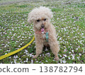 Cherry blossoms in the wind and a toy poodle 138782794