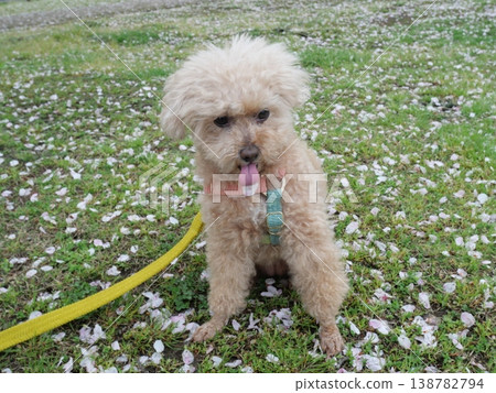 Cherry blossoms in the wind and a toy poodle Cherry blossoms in the wind and a toy poodle 138782794
