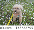 Cherry blossoms in the wind and a toy poodle 138782795