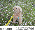 Cherry blossoms in the wind and a toy poodle 138782796