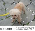 Cute toy poodle 138782797
