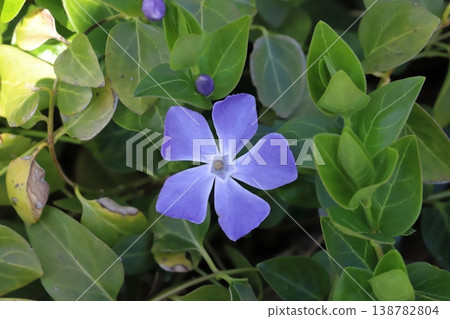 Light purple periwinkle flowers blooming in a spring garden Light purple periwinkle flowers blooming in a spring garden 138782804