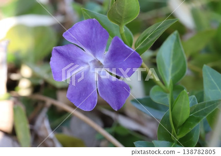 春天花園裡盛開的淺紫色長春花 春天花園裡盛開的淺紫色長春花 138782805