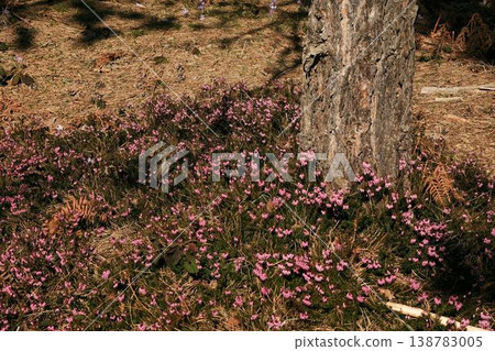 Pink Erica carnea heath flowers growing around a pine tree trunk in a mountain forest in Divcibare Serbia. Wild spring vegetation illuminated by warm sunlight in Balkan woodland Pink Erica carnea heath flowers growing around a pine tree trunk in a mountain forest in Divcibare Serbia. Wild spring vegetation illuminated by warm sunlight in Balkan woodland 138783005