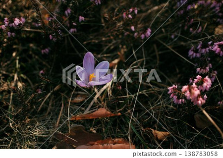 Purple crocus flowers blooming among pink Erica carnea heath in a mountain meadow in Divcibare Serbia. Early spring alpine flora growing in natural Balkan woodland Purple crocus flowers blooming among pink Erica carnea heath in a mountain meadow in Divcibare Serbia. Early spring alpine flora growing in natural Balkan woodland 138783058
