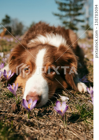 Australian shepherd dog lying on forest ground surrounded by purple crocus flowers in Divcibare Serbia. Close nature portrait representing pet companionship and peaceful outdoor lifestyle Australian shepherd dog lying on forest ground surrounded by purple crocus flowers in Divcibare Serbia. Close nature portrait representing pet companionship and peaceful outdoor lifestyle 138783094
