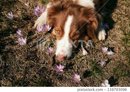 Australian shepherd dog exploring purple crocus flowers on forest ground in Divcibare Serbia. Spring nature scene representing curiosity, pet behavior and outdoor exploration Australian shepherd dog exploring purple crocus flowers on forest ground in Divcibare Serbia. Spring nature scene representing curiosity, pet behavior and outdoor exploration 138783096
