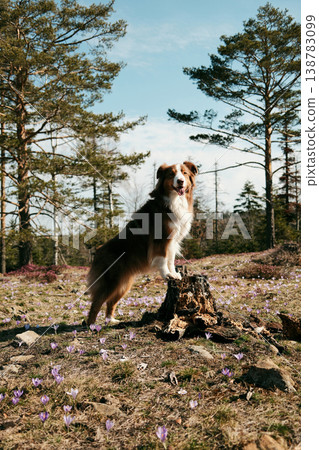 Australian shepherd dog standing on a tree stump surrounded by blooming crocus flowers in Divcibare Serbia. Scenic mountain meadow representing outdoor lifestyle, pet adventure and spring nature Australian shepherd dog standing on a tree stump surrounded by blooming crocus flowers in Divcibare Serbia. Scenic mountain meadow representing outdoor lifestyle, pet adventure and spring nature 138783099