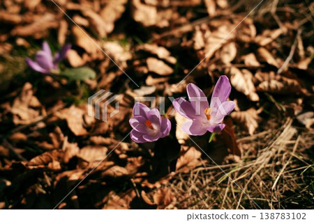 Wild crocus flowers growing through dry forest leaves in Divcibare Serbia. Early spring woodland flora illuminated by warm sunlight in a natural Balkan forest Wild crocus flowers growing through dry forest leaves in Divcibare Serbia. Early spring woodland flora illuminated by warm sunlight in a natural Balkan forest 138783102