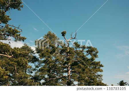 Tall pine tree crowns against blue sky in Divcibare Serbia. Natural Balkan mountain forest landscape with evergreen conifer trees and clear spring weather Tall pine tree crowns against blue sky in Divcibare Serbia. Natural Balkan mountain forest landscape with evergreen conifer trees and clear spring weather 138783105